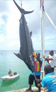 423.7 lb Blue Marlin at The Scale! - 20Mar09 423.7 lb Blue Marlin at The Scale! - 20Mar09