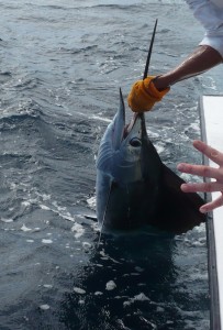 Sail Fish! First for the Tournement. Sail Fish! First for the Tournement.
