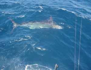 Blue Marlin - 19Mar09 Blue Marlin - 19Mar09